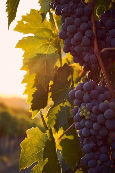 Tour cata de vinos Toscana vigneto