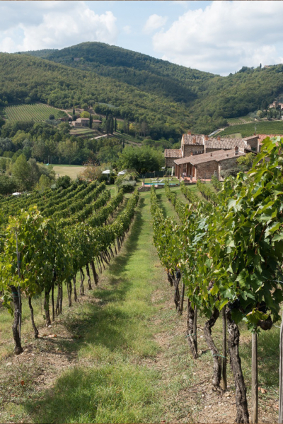 Tour cata de vinos Toscana Chianti