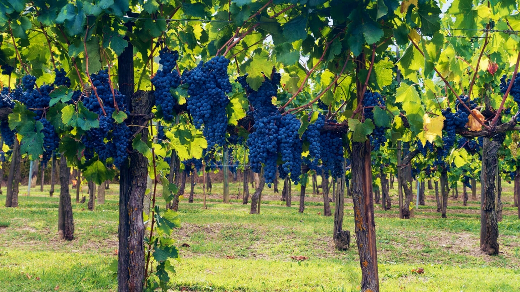 Tour cata de vinos Toscana